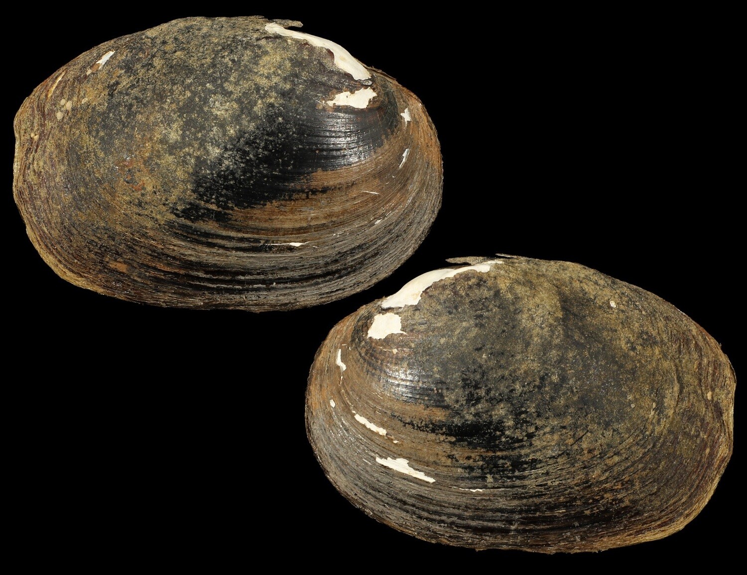 Pseudopostolata angula