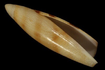 Terebellum hubrechti