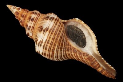 Filifusus filamentosus