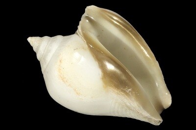 Labiostrombus guidoi