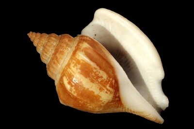 Labiostrombus labiosus