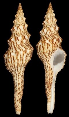 Marmorofusus nicobaricus