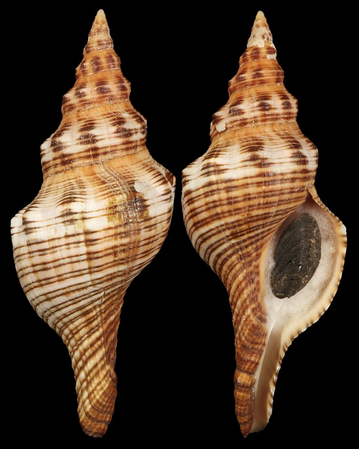 Fillifusus filamentosus
