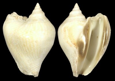 Laevistrombus guidoi