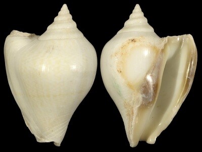 Laevistrombus guidoi