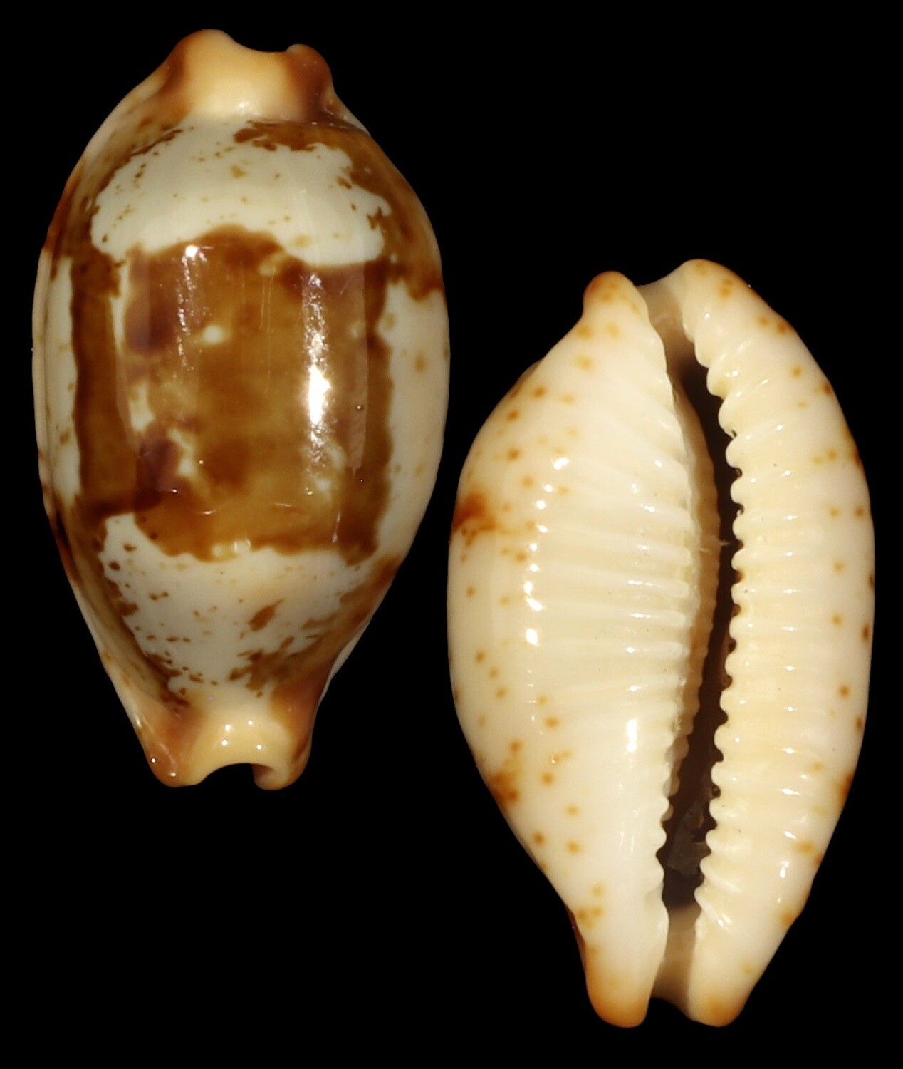 Bistolida stolida