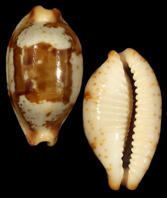 Bistolida stolida