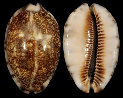 Mauritia arabica immanis