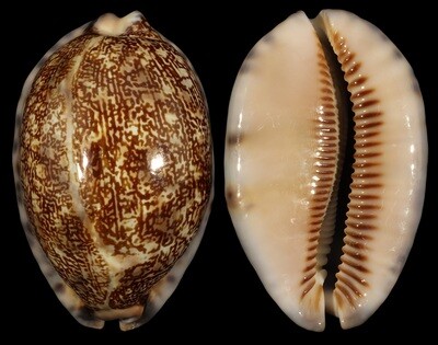 Mauritia arabica immanis
