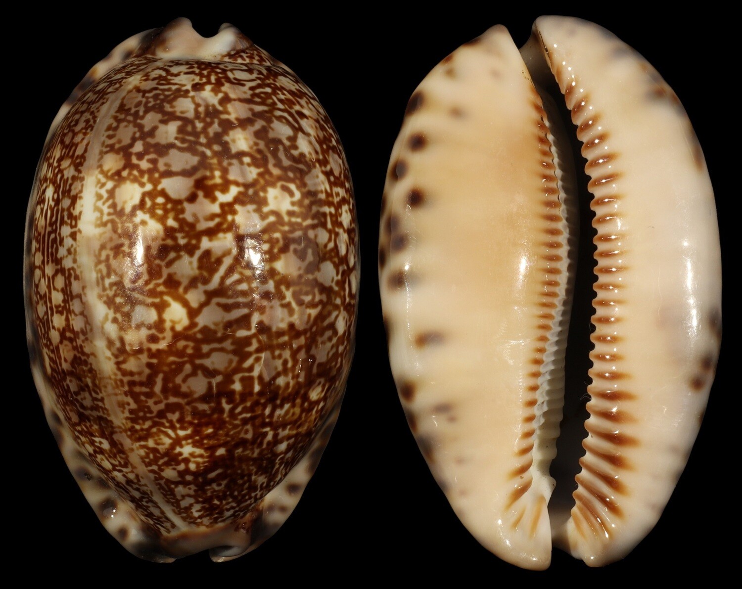 Mauritia arabica immanis