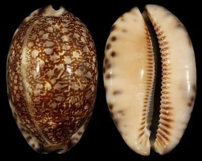 Mauritia arabica immanis