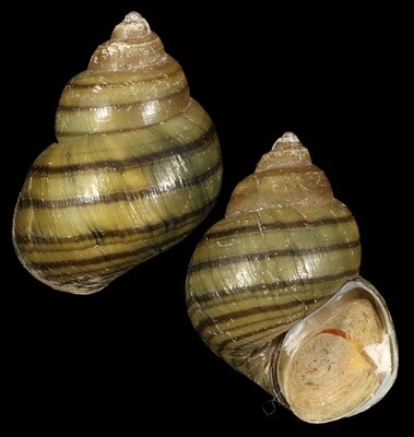 Filopaludina bengalensis
