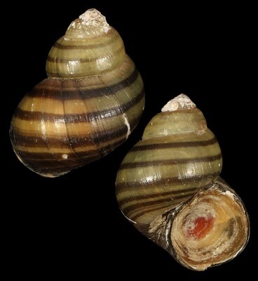Filopaludina bengalensis