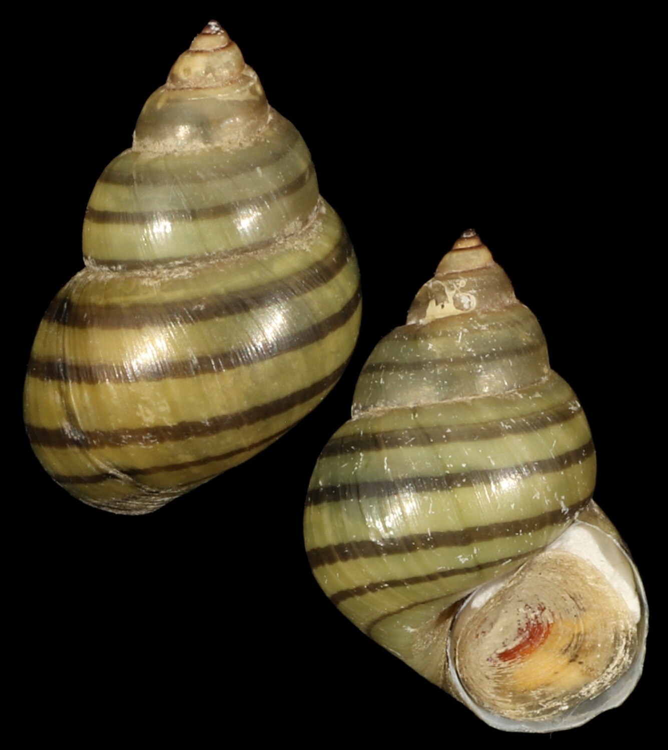Filopaludina bengalensis