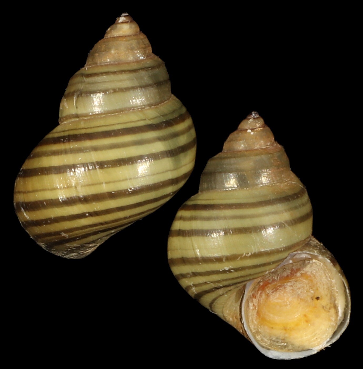 Filopaludina bengalensis