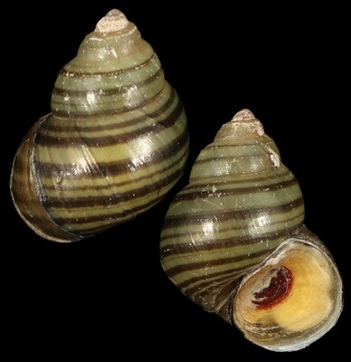 Filopaludina bengalensis
