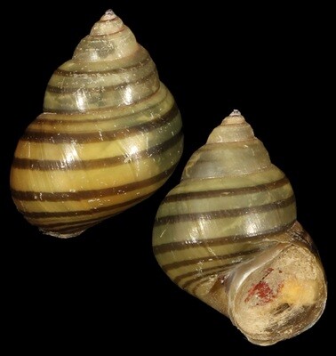 Filopaludina bengalensis