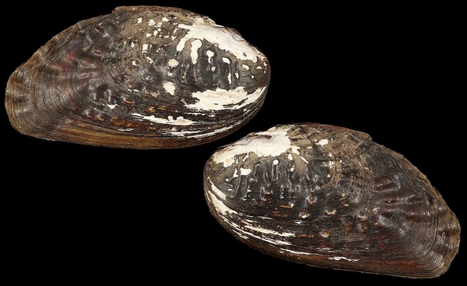 Lamprotula elongata