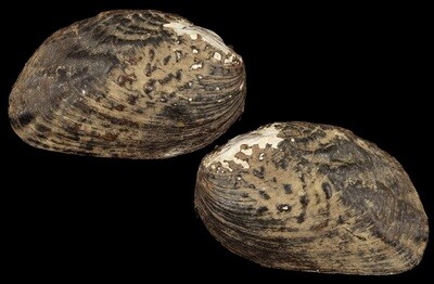 Lamprotula elongata