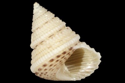 Chilodontaidae