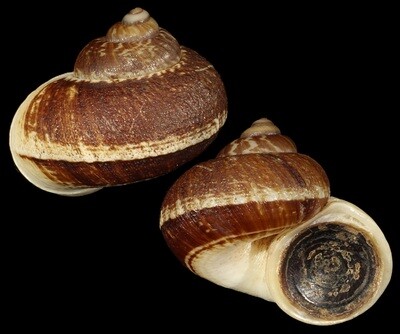 Cyclophorus delavayensis