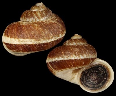 Cyclophorus delavayensis