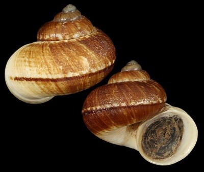 Cyclophorus delavayensis