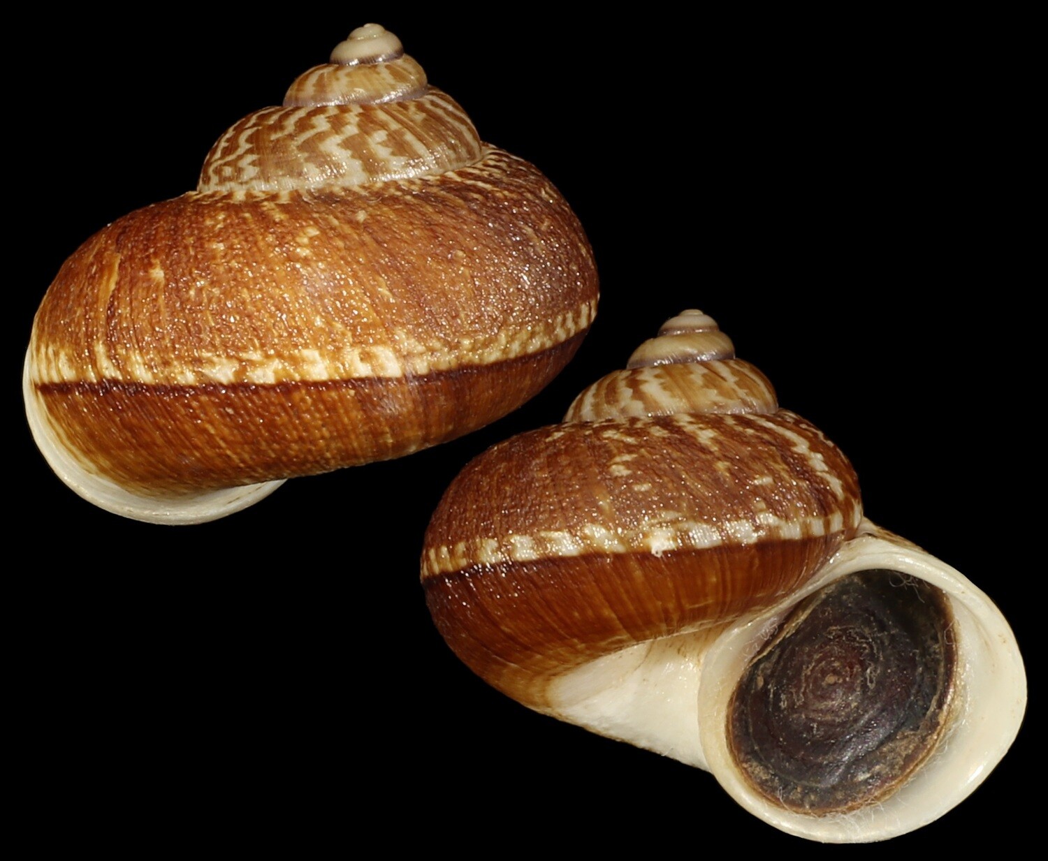 Cyclophorus delavayensis