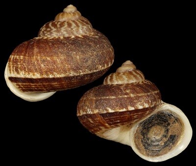 Cyclophorus delavayensis