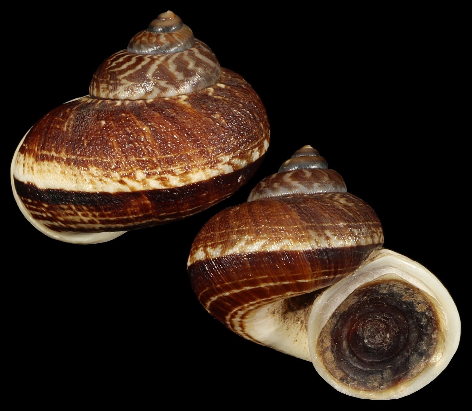 Cyclophorus delavayensis