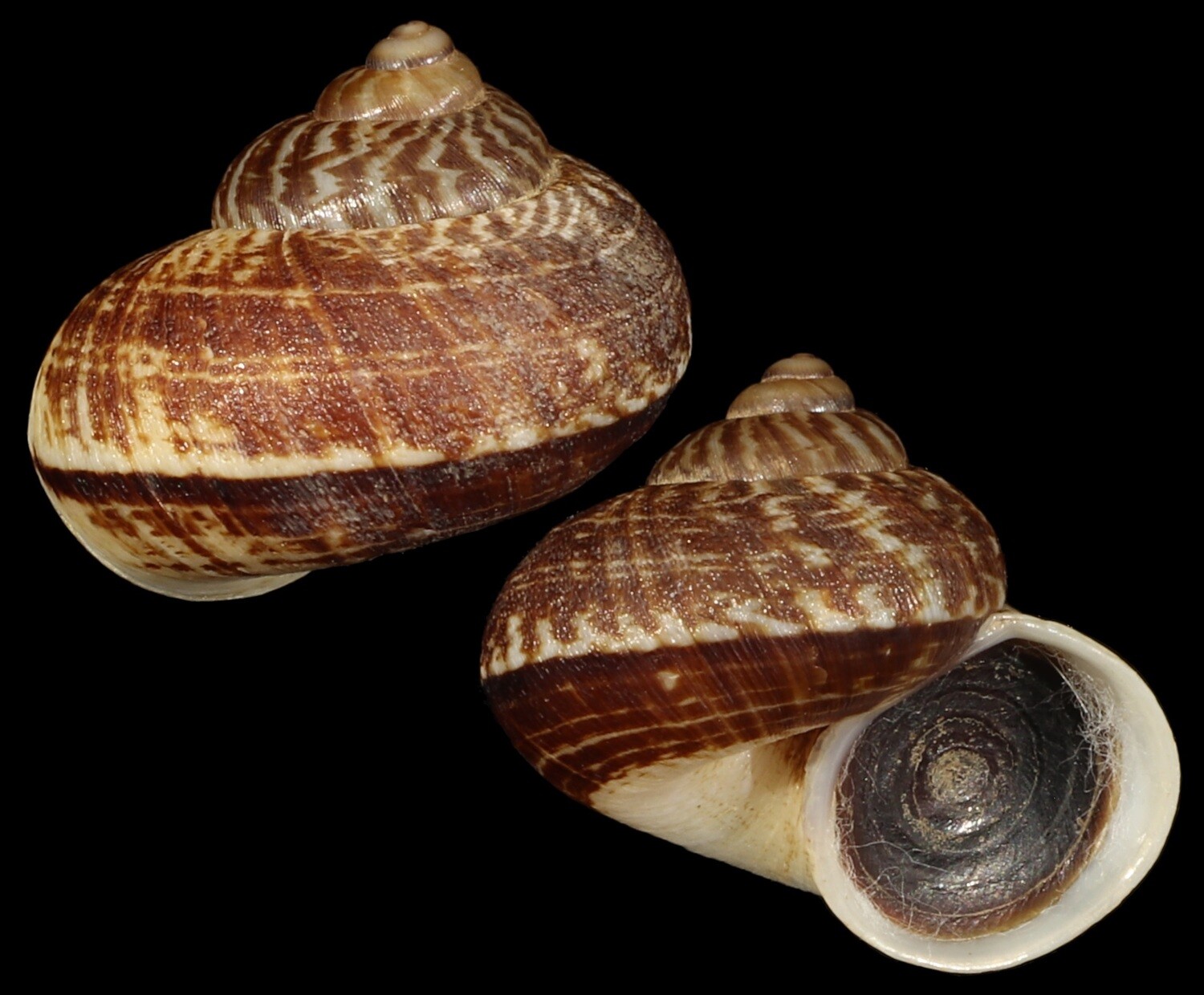 Cyclophorus delavayensis
