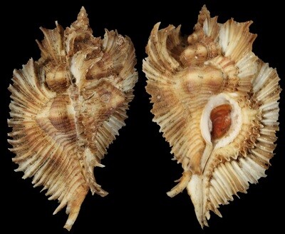 Chicoreus miyokoae