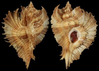 Chicoreus miyokoae