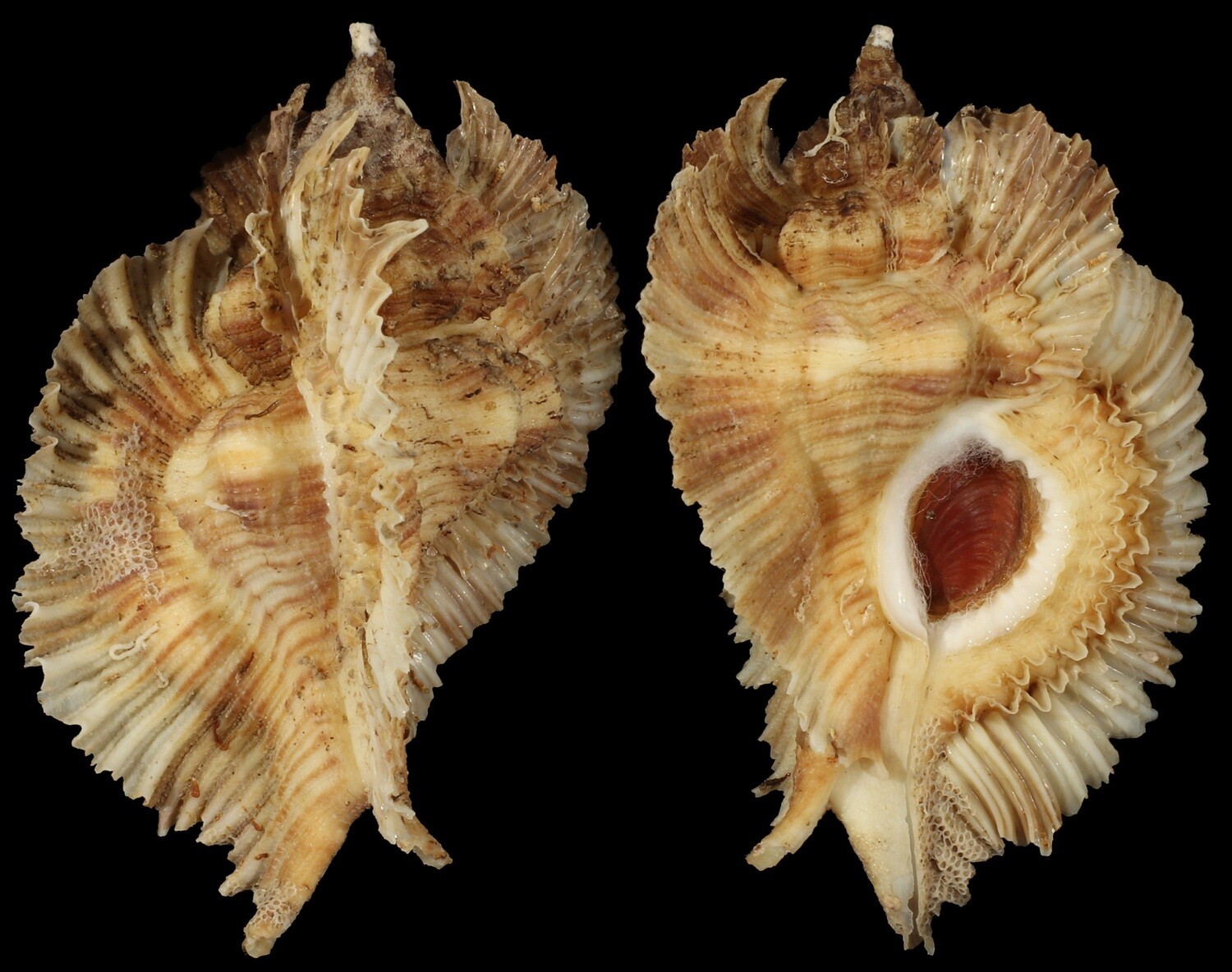 Chicoreus miyokoae