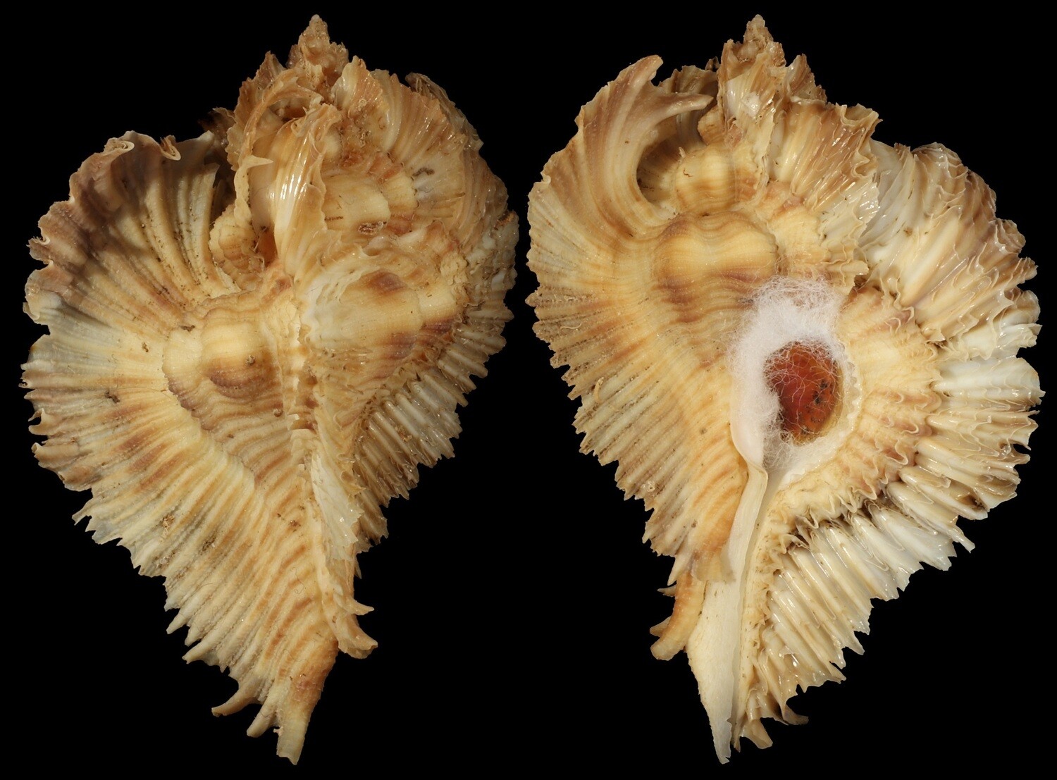 Chicoreus miyokoae