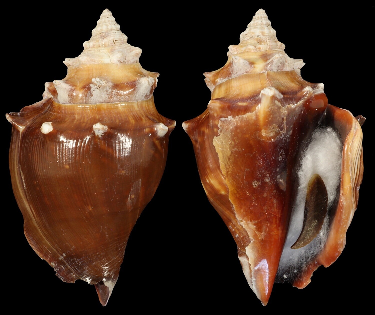 Strombus pugilis f. alatus