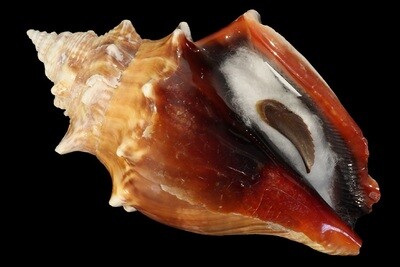 Strombus pugilis f. alatus