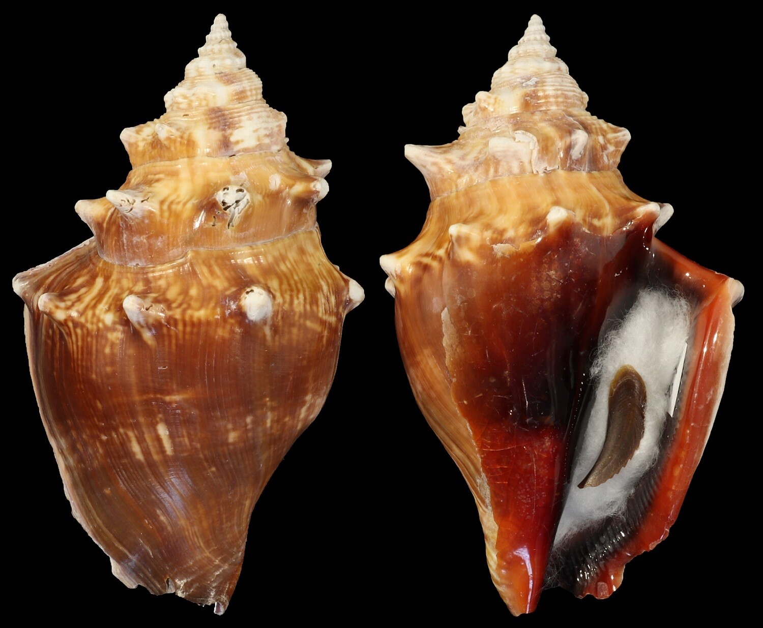 Strombus pugilis f. alatus