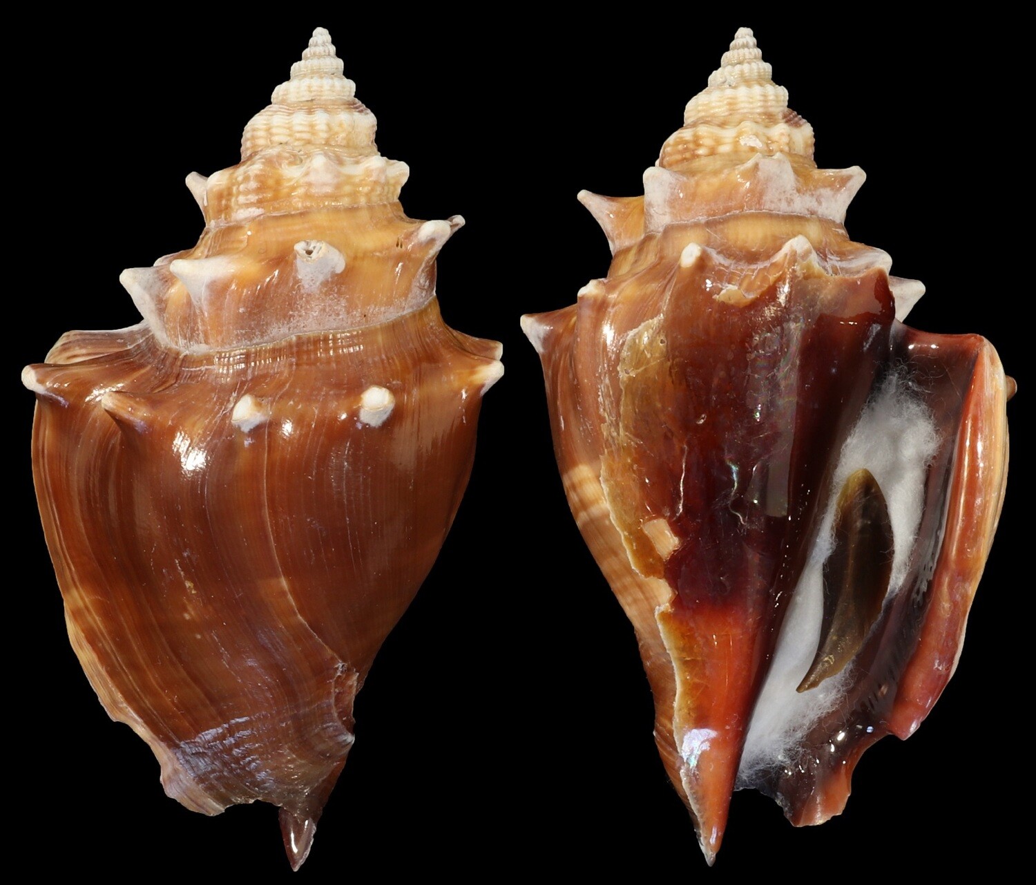 Strombus pugilis f. alatus