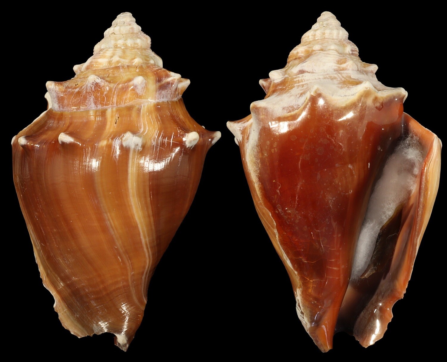 Strombus pugilis f. alatus