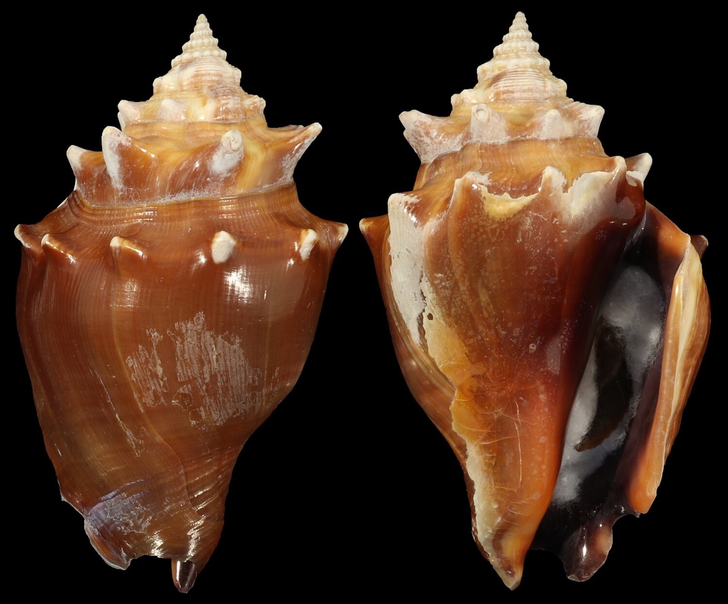 Strombus pugilis f. alatus