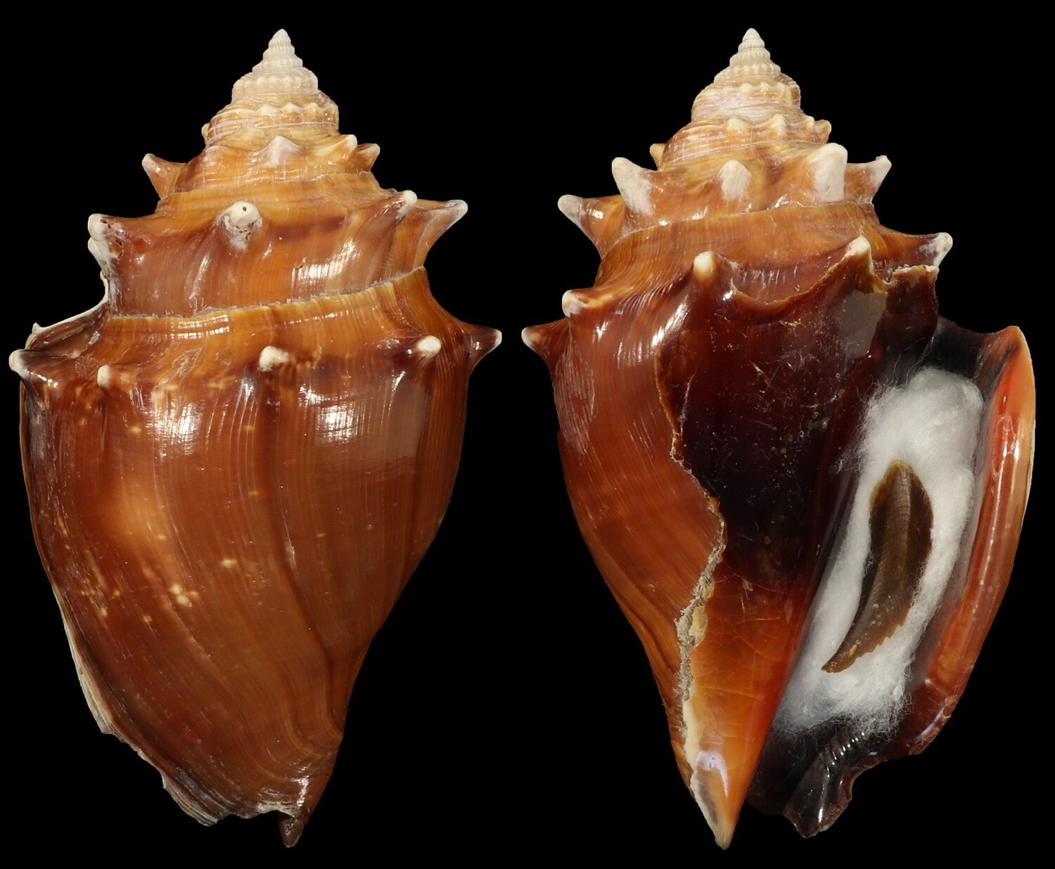 Strombus pugilis f. alatus