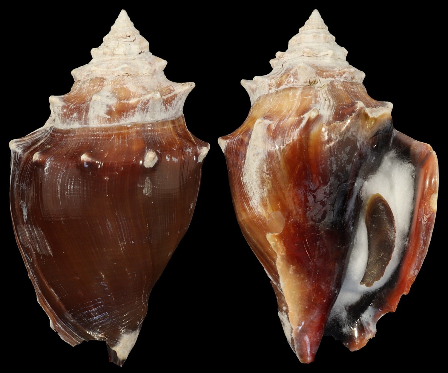 Strombus pugilis f. alatus