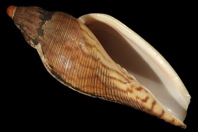Fulgoraria rupestris