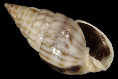 Pyramidellidae