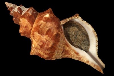 Fasciolariidae