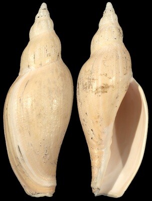 Fulgoraria formosana