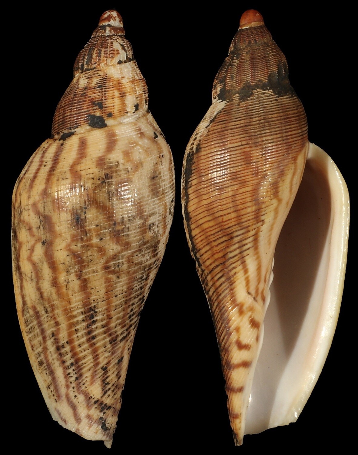 Fulgoraria rupestris