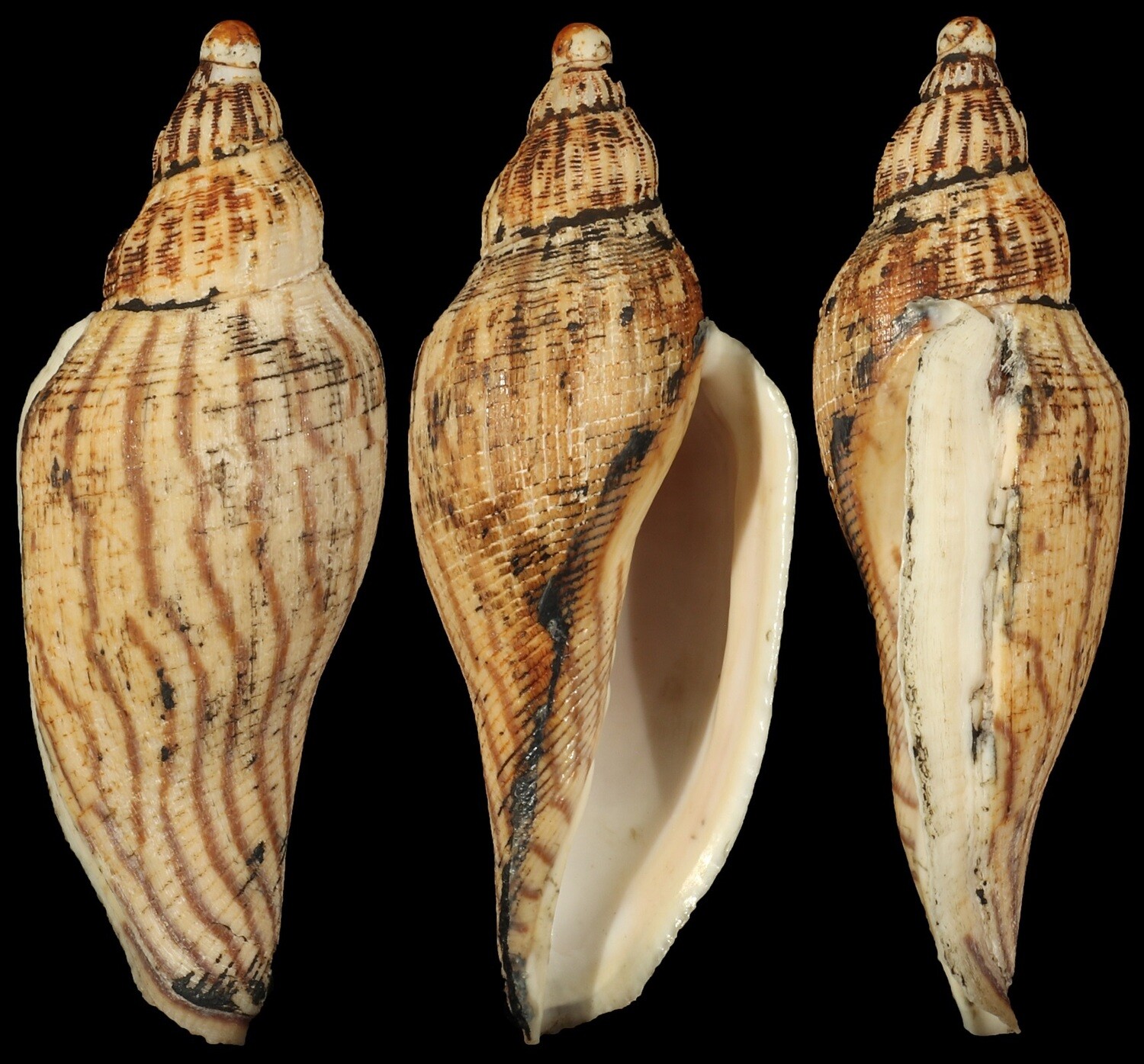 Fulgoraria rupestris