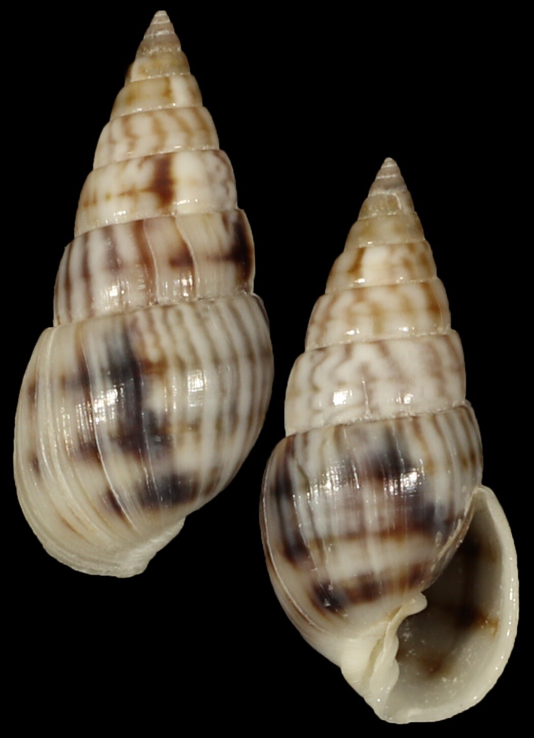 Milda ventricosa